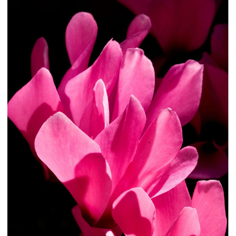 Yodeyma - Acqua per Uomo 15ml