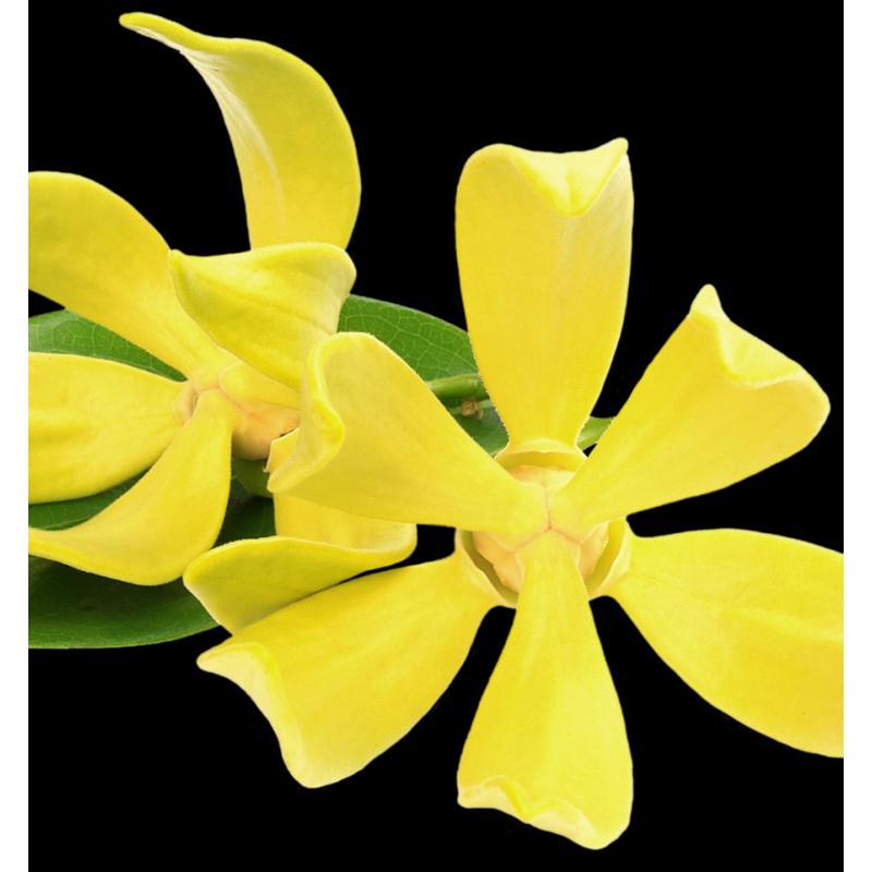 Yodeyma - Rinascere 50ml