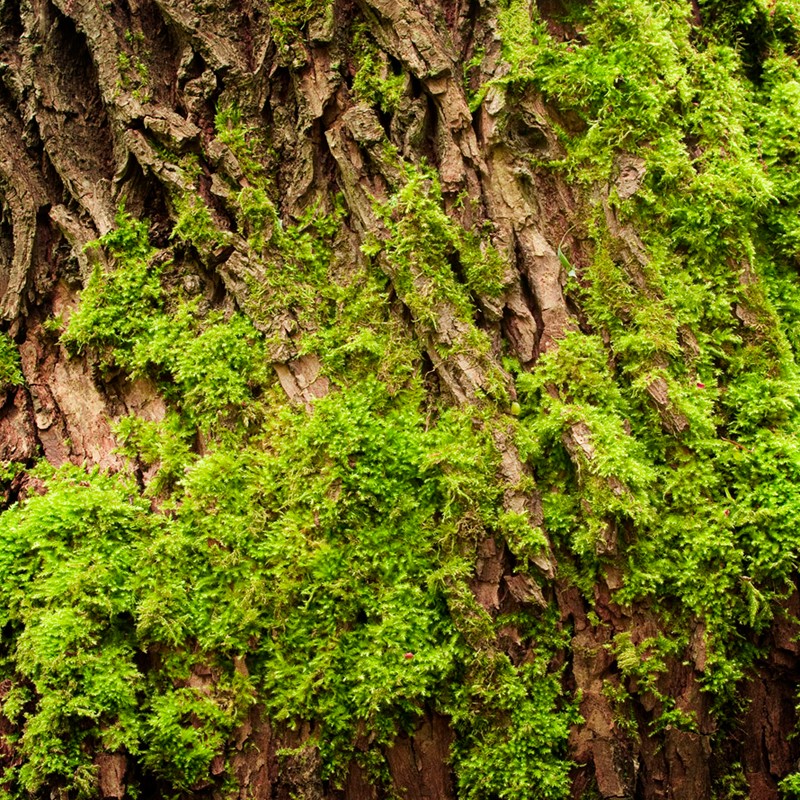 Yodeyma - Active Man 15ml