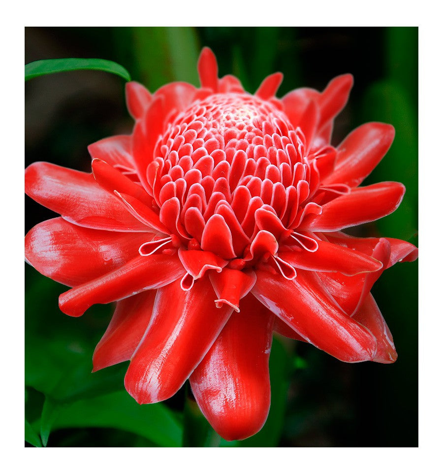 Yodeyma - Temis 15ml